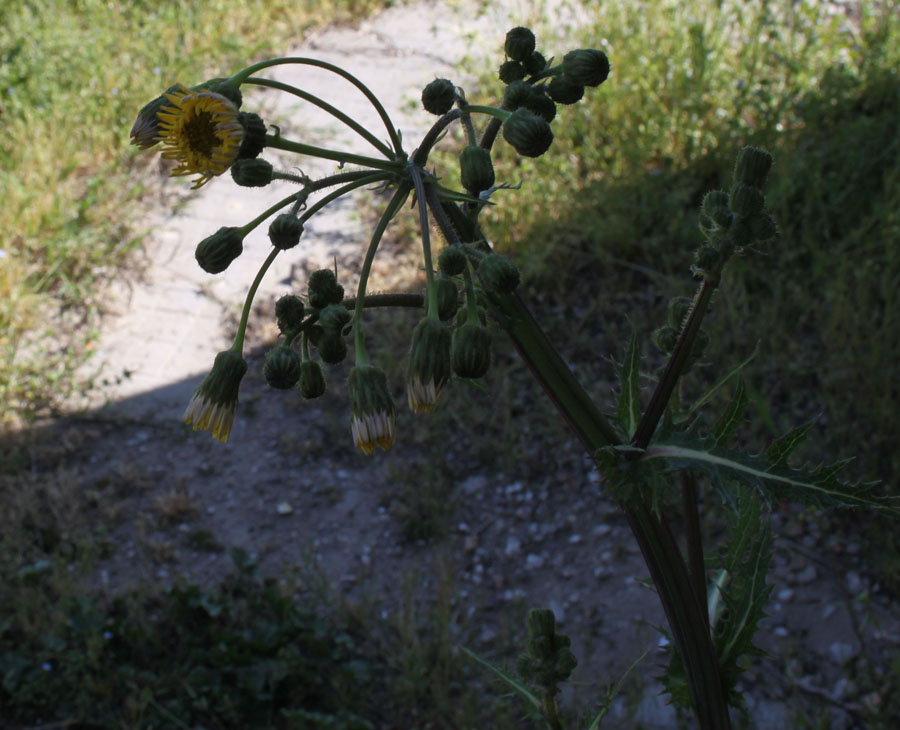 sonchus oleraceus o asper